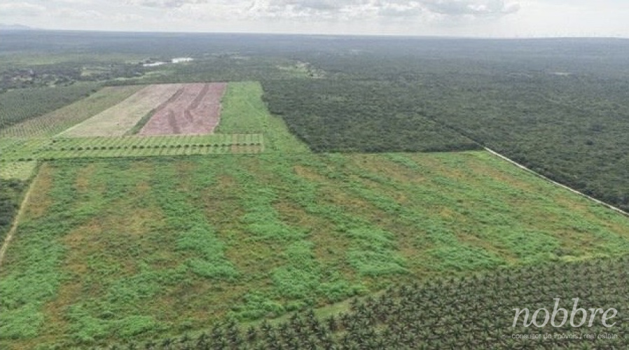 Fazenda com produção: cocos verdes a venda no Ceará - Nordeste.